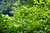 DSCF2928